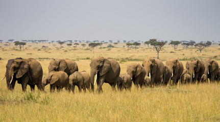 Fototapeta na wymiar Elephant Family walking across the savannah
