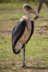 Marabou Stork - Africa