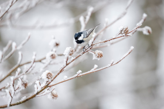 The Coal Tit, Periparus ater, in an icy branch, Plitvice Lakes National Park, Croatia.