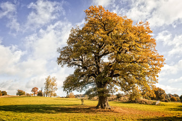 Fototapeta premium Stary dąb - Anglia