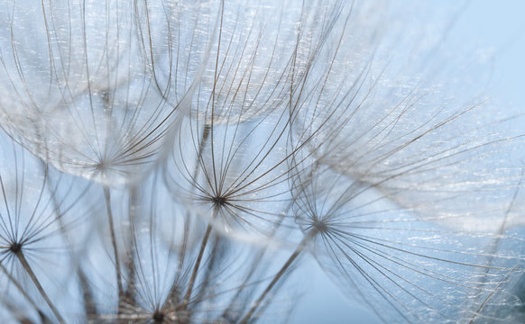 Dandelion Seed Background ,seed Macro Close Up