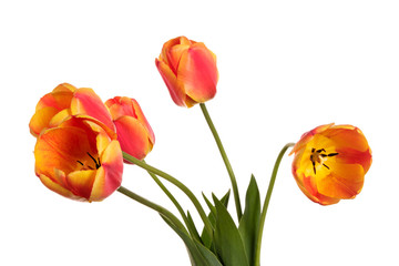 Garden Flower bouquet. Tulips isolated on a white background