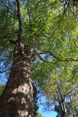 Fototapeta premium ムクノキ