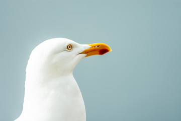 Herring gull