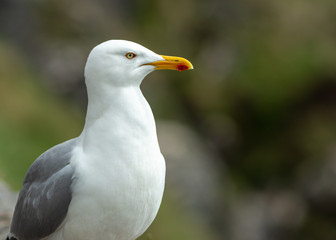 Herring gull