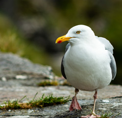 Herring gull