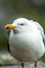 Herring gull