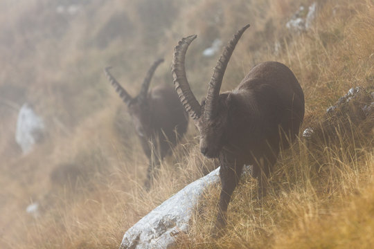 Alpine ibex, Capra ibex, in the Altipiano del Montasio plateau, Julian Alps, Italy.