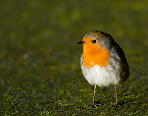 Robin