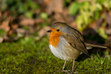 Robin