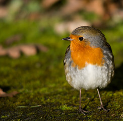 Robin