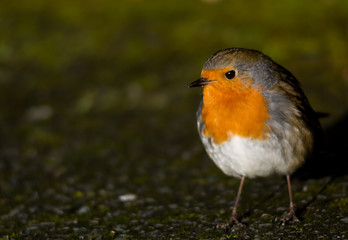 Robin