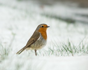 Robin