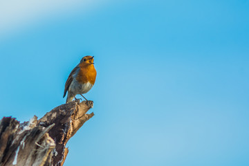 Robin