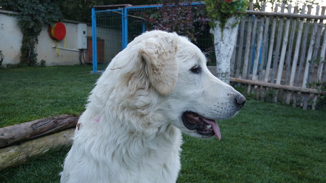dog akbaş anotolian dog