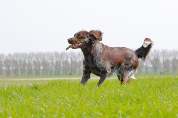 Münsterländer auf dem Deich