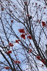 ナナカマドの木と青空