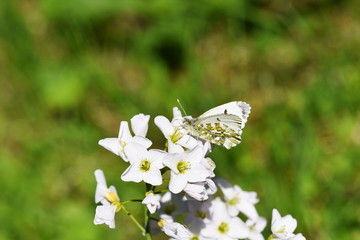The  orange tip butterfly Anthocaris cardamines female on  cuckooflower