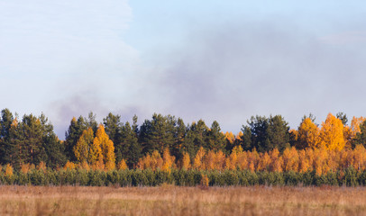 Fototapeta premium Autumn forest near the field