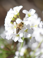 Fototapeta na wymiar Honey bee Apis mellifera collecting pollen in a cuckooflower