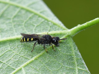 Digger wasp genus ectemnius sitting on a green leaf