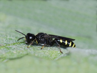 Digger wasp genus ectemnius sitting on a green leaf