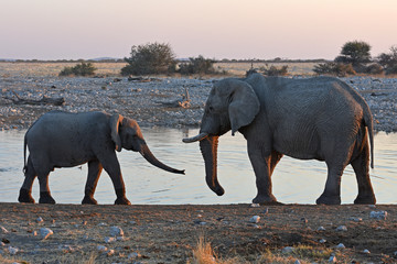 Begegnung: ein junger Elefant und ein Elefantenbulle begegnen sich am Wasserloch Okaukuejo im Etosha Nationalpark