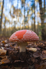 Fly agaric in leaves close-up in autumn