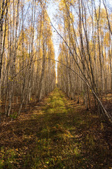Road in autumn forest