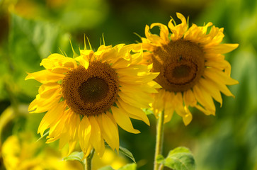 Fototapeta premium Sunflower and bees in the garden
