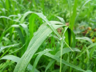 Obraz premium Water drops on grass