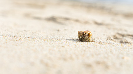 Hermit Crab Walking Along A Beach in Thailand