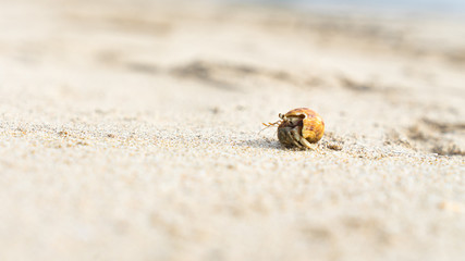 Hermit Crab Walking Along A Beach in Thailand
