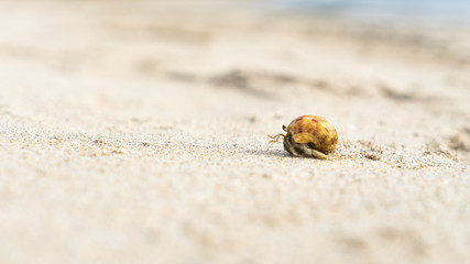 Hermit Crab Walking Along A Beach in Thailand