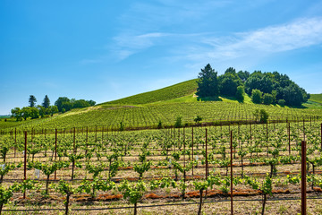 Fototapeta na wymiar Vineyards in California, USA