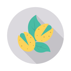 nut  dry fruit   leaf