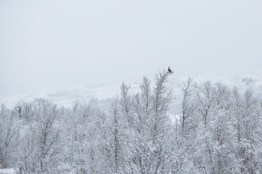 Black grouse, Teatro tetrix, on the top of the snowy tree, Etnedal, Norway