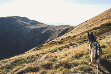 Husky dog travels to the Ukrainian Carpathians. Mountain trip. Autumn view of the mountains and the forest. Sunshine.