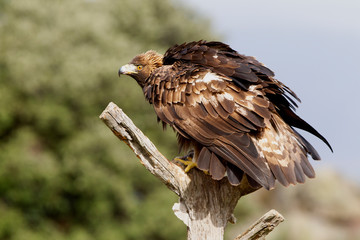 Adult male of Golden eagle. Aquila chrysaetos
