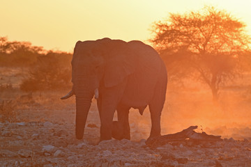 Naklejka na ściany i meble Elefantenbulle (loxodonta africana) kommt im Sonnenuntergang an das Wasserloch Okaukuejo im Etosha Nationalpark (Namibia)