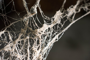 Cobweb texture with selected focus