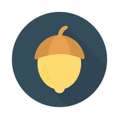 hazelnut   dry fruit   food