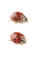 Ladybug isolated on white