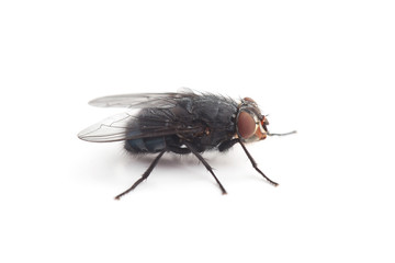 Fly isolated on white