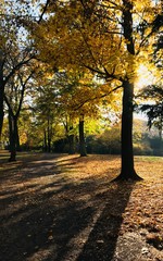 Fototapeta premium Dreamy Autumn Walk