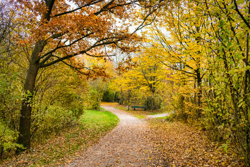 Autumn Park Path