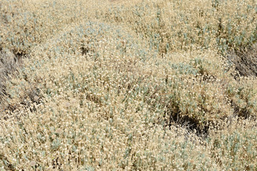 Endemic plant Pterocephalus lasiospermus in Teide Park, Tenerife, Canary Islands.