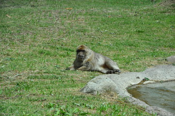 Monkey isolated, wild