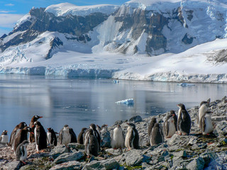 Gentoo Penguin Group - Antarctica