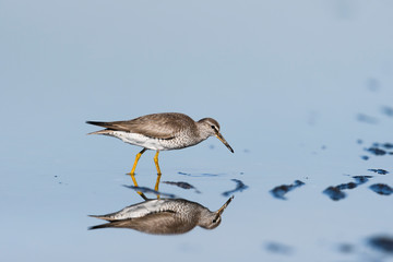 キアシシギ(Tringa brevipes)